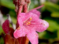 Rhododendron hirsutum 20, Saxifraga-Sonja Bouwman  Harig alpenroosje - Rhododendron hirsutum - Ericaceae familie; Croda Rossa (Moos, I)