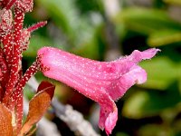 Rhododendron hirsutum 21, Saxifraga-Sonja Bouwman  Harig alpenroosje - Rhododendron hirsutum - Ericaceae familie