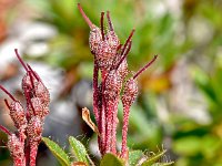 Rhododendron hirsutum 22, Saxifraga-Sonja Bouwman  Harig alpenroosje - Rhododendron hirsutum - Ericaceae familie