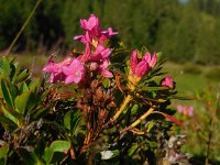 Rhododendron hirsutum 3, Saxifraga-Ed Stikvoort