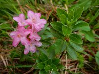 Rhododendron hirsutum 4, Saxifraga-Ed Stikvoort