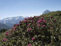 Rhododendron hirsutum 5, Saxifraga-Willem van Kruijsbergen