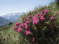 Rhododendron hirsutum 6, Saxifraga-Willem van Kruijsbergen