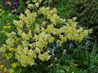 Rhododendron luteum 11, Saxifraga-Willem van Kruijsbergen