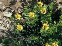 Rhododendron luteum 3, Saxifraga-Jan van der Straaten