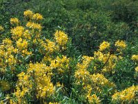 Rhododendron luteum 4, Saxifraga-Jan van der Straaten