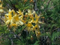 Rhododendron luteum 6, Saxifraga-Jan van der Straaten