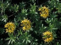 Rhododendron luteum 8, Saxifraga-Jan van der Straaten