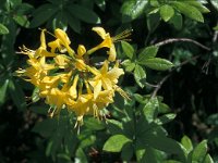 Rhododendron luteum 9, Saxifraga-Jan van der Straaten