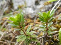 Rhodothamnus chamaecistus 12, Saxifraga-Rutger Barendse