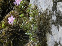 Rhodothamnus chamaecistus 14, Saxifraga-Rutger Barendse