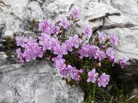 Rhodothamnus chamaecistus 16, Saxifraga-Luuk Vermeer