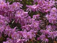 Rhodothamnus chamaecistus 18, Saxifraga-Harry Jans