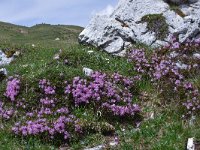 Rhodothamnus chamaecistus 19, Saxifraga-Harry Jans