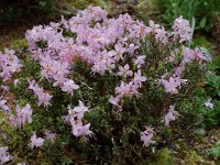 Rhodothamnus chamaecistus 2, Saxifraga-Willem van Kruijsbergen