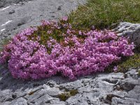 Rhodothamnus chamaecistus 20, Saxifraga-Harry Jans