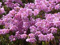 Rhodothamnus chamaecistus 25, Saxifraga-Harry Jans