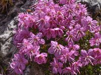 Rhodothamnus chamaecistus 26, Saxifraga-Harry Jans