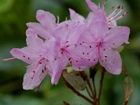 Rhodothamnus chamaecistus 3, Saxifraga-Willem van Kruijsbergen