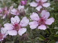 Rhodothamnus chamaecistus 35, Saxifraga-Luuk Vermeer