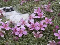 Rhodothamnus chamaecistus 38, Saxifraga-Luuk Vermeer