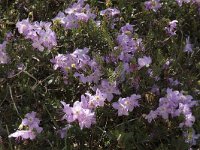 Rhodothamnus chamaecistus 5, Saxifraga-Willem van Kruijsbergen