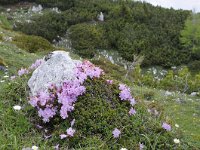 Rhodothamnus chamaecistus 54, Saxifraga-Luuk Vermeer