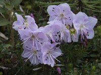 Rhodothamnus chamaecistus 7, Saxifraga-Willem van Kruijsbergen