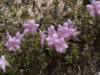 Rhodothamnus chamaecistus 9, Saxifraga-Willem van Kruijsbergen