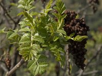 Rhus coriaria 2, Saxifraga-Willem van Kruijsbergen