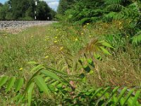 Rhus typhina 2, Azijnboom, Saxifraga-Rutger Barendse