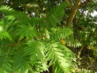 Rhus typhina 3, Azijnboom, Saxifraga-Rutger Barendse