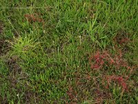 Rhynchospora alba 10, Witte snavelbies, Saxifraga-Hans Boll