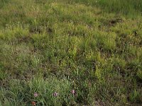 Rhynchospora alba 12, Witte snavelbies, Saxifraga-Hans Boll