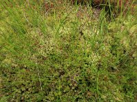 Rhynchospora alba 25, Witte snavelbies, Saxifraga-Hans Boll