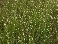 Rhynchospora alba 4, Witte snavelbies, Saxifraga-Hans Dekker