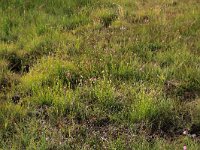 Rhynchospora alba 42, Witte snavelbies, Saxifraga-Hans Boll