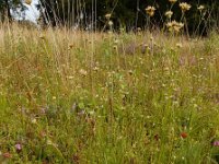 Rhynchospora alba 44, Witte snavelbies, Saxifraga-Ed Stikvoort