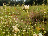 Rhynchospora alba 46, Witte snavelbies, Saxifraga-Ed Stikvoort