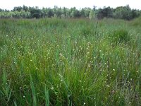 Rhynchospora alba 47, Witte snavelbies, Saxifraga-Ed Stikvoort