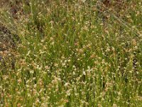 Rhynchospora alba 48, Witte snavelbies, Saxifraga-Ed Stikvoort