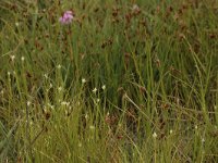 Rhynchospora alba 5, Witte snavelbies, Saxifraga-Bas Klaver