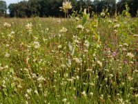 Rhynchospora alba 50, Witte snavelbies, Saxifraga-Ed Stikvoort