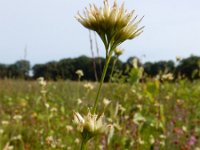 Rhynchospora alba 53, Witte snavelbies, Saxifraga-Ed Stikvoort