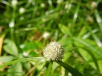 Rhynchospora colorata 2, Saxifraga-Rutger Barendse