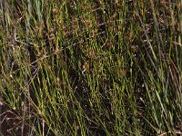 Rhynchospora fusca 16, Bruine snavelbies, Saxifraga-Peter Meininger