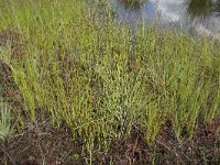 Rhynchospora fusca 32, Bruine snavelbies, Saxifraga-Willem van Kruijsbergen