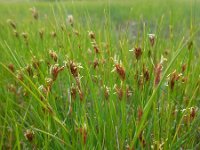 Rhynchospora fusca 38, Bruine snavelbies, Saxifraga-Ed Stikvoort