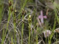 Rhynchospora fusca 43, Bruine snavelbies, Saxifraga-Willem van Kruijsbergen