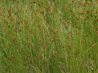 Rhynchospora fusca 5, Bruine snavelbies, Saxifraga-Willem van Kruijsbergen